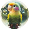 Bubblezz Parrot