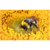 Busily Buzzing Bumblebee
