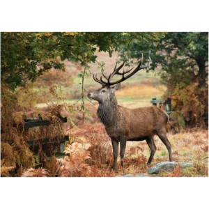 The Autumn Stag - Image 1